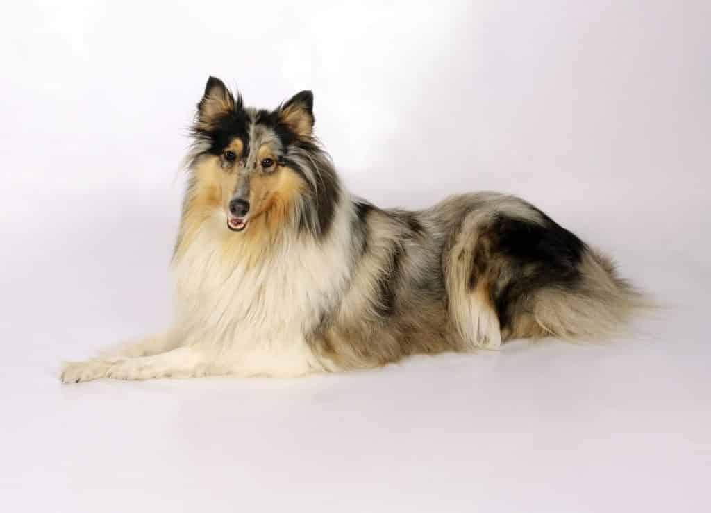 Collie 01