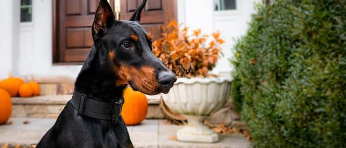 Dobermann 01