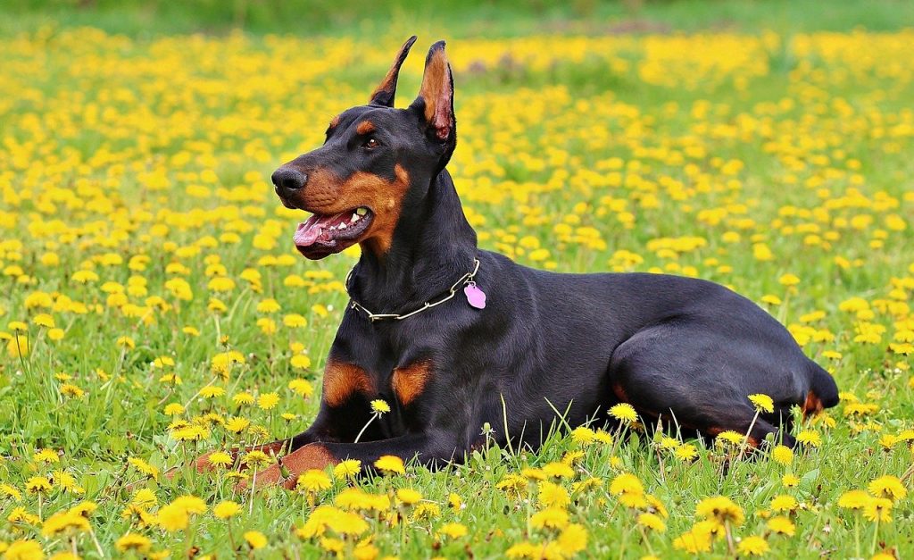 Dobermann 02