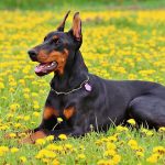 Dobermann 02