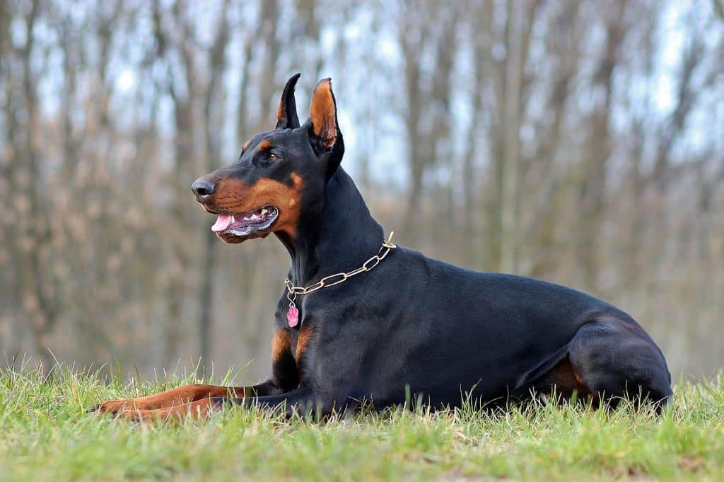 Dobermann 03