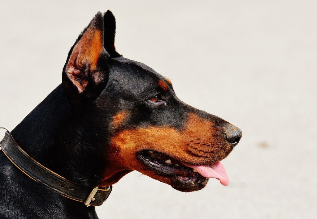 Dobermann 04