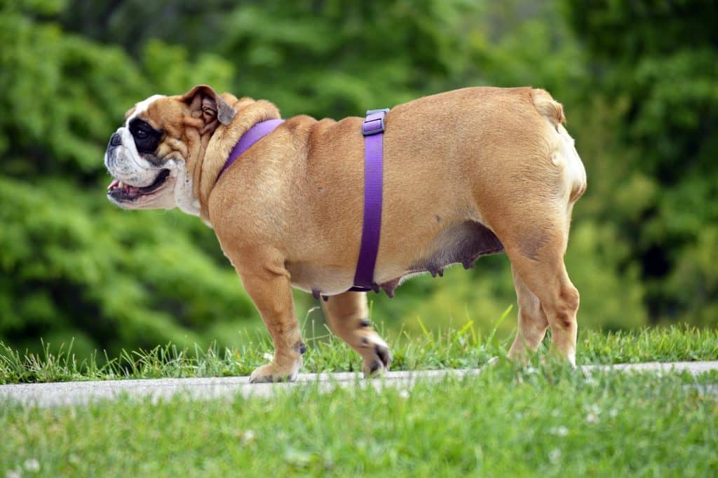 Englische Bulldogge im Profil