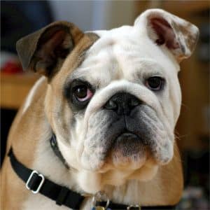 Englische Bulldogge