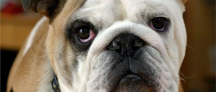 Englische Bulldogge