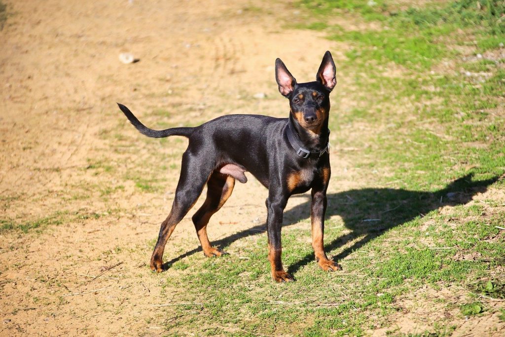 English Toy Terrier 01