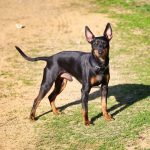 English Toy Terrier 01