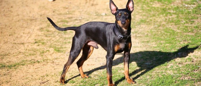 English Toy Terrier 01