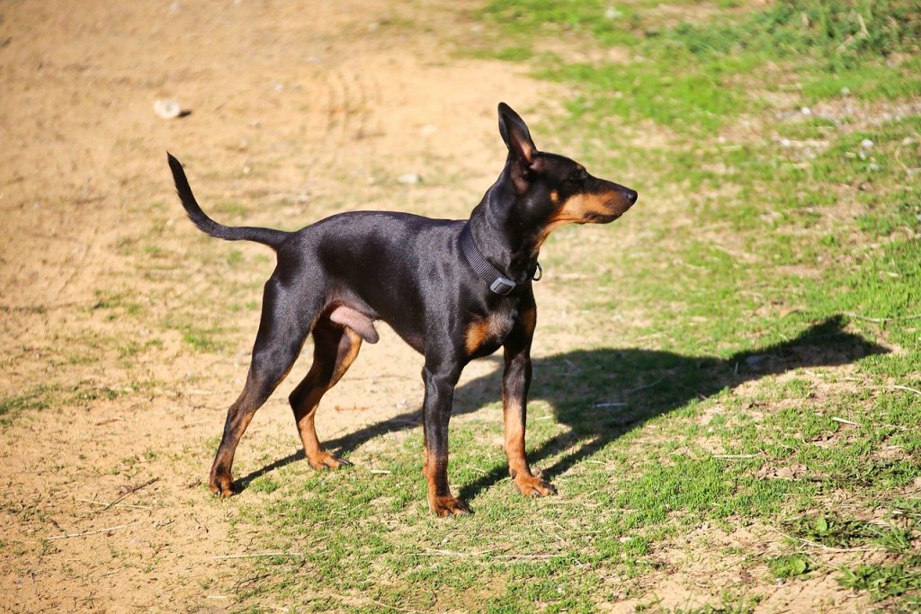 English Toy Terrier 02