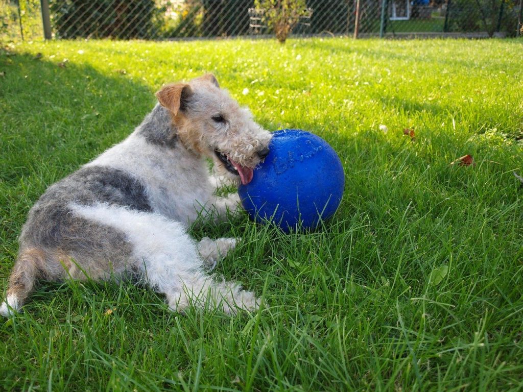 Foxterrier 02