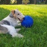 Foxterrier 02