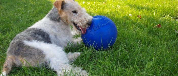 Foxterrier 02