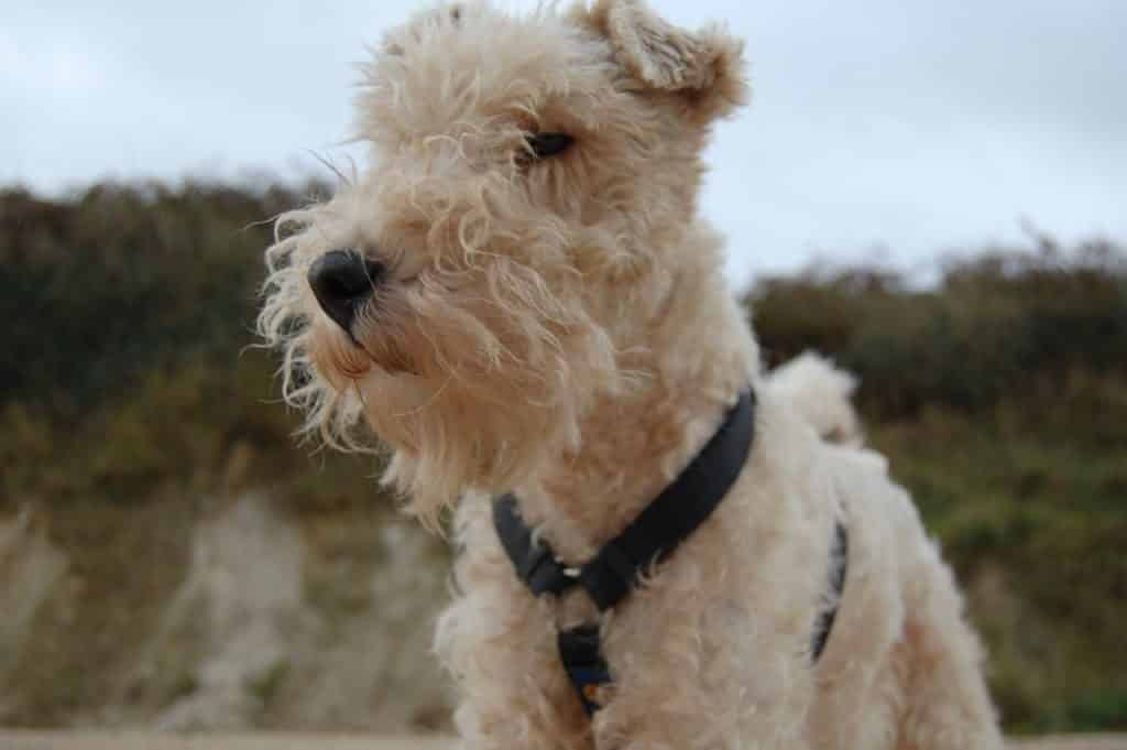 Foxterrier 03