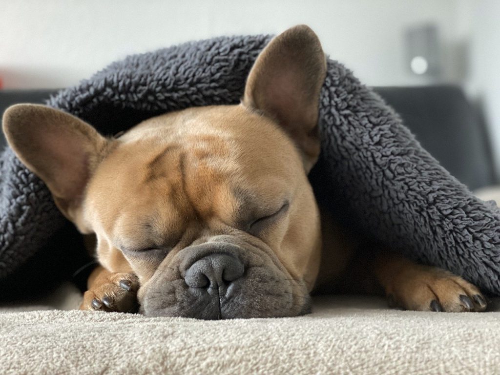 Französische Bulldogge 03