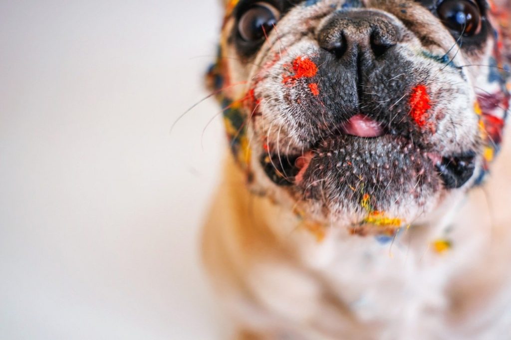 Französische Bulldogge 04