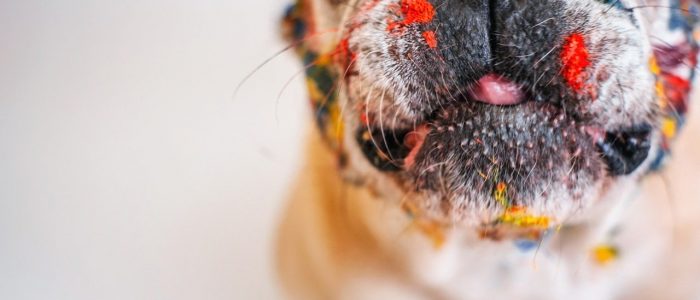 Französische Bulldogge 04