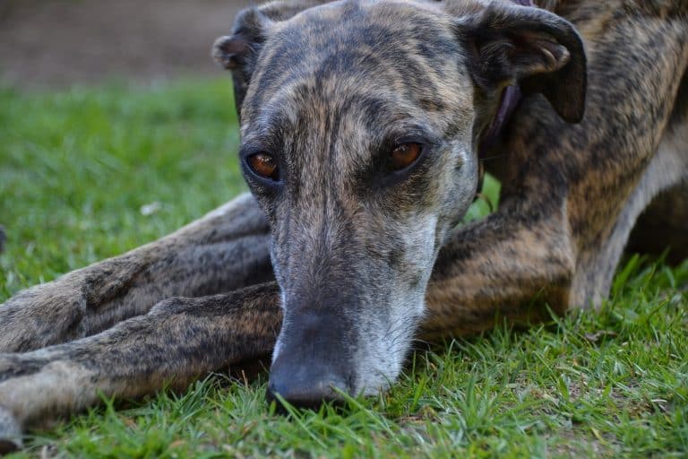 Galgo Español Rasseportrait, Wesen / Charakter, Züchter » ☀️