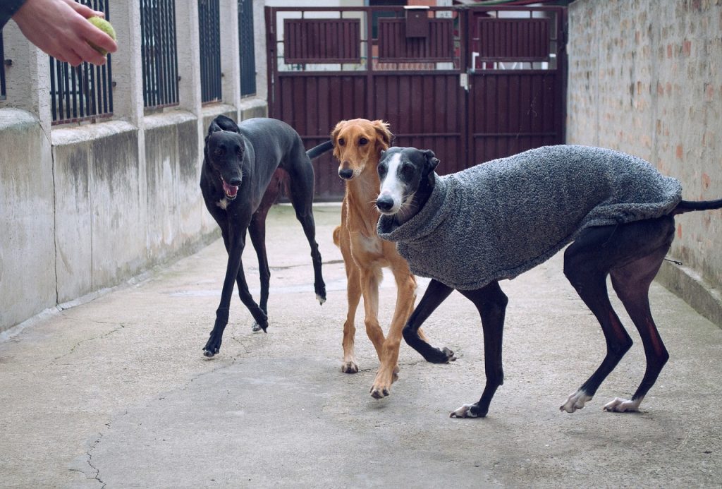 Galgo Español 04