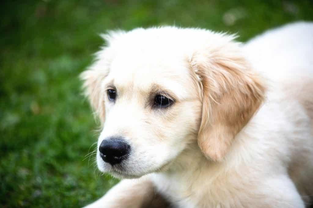 Golden Retriever 02