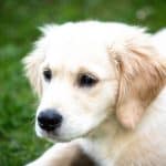 Golden Retriever 02