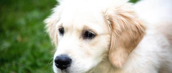 Golden Retriever 02