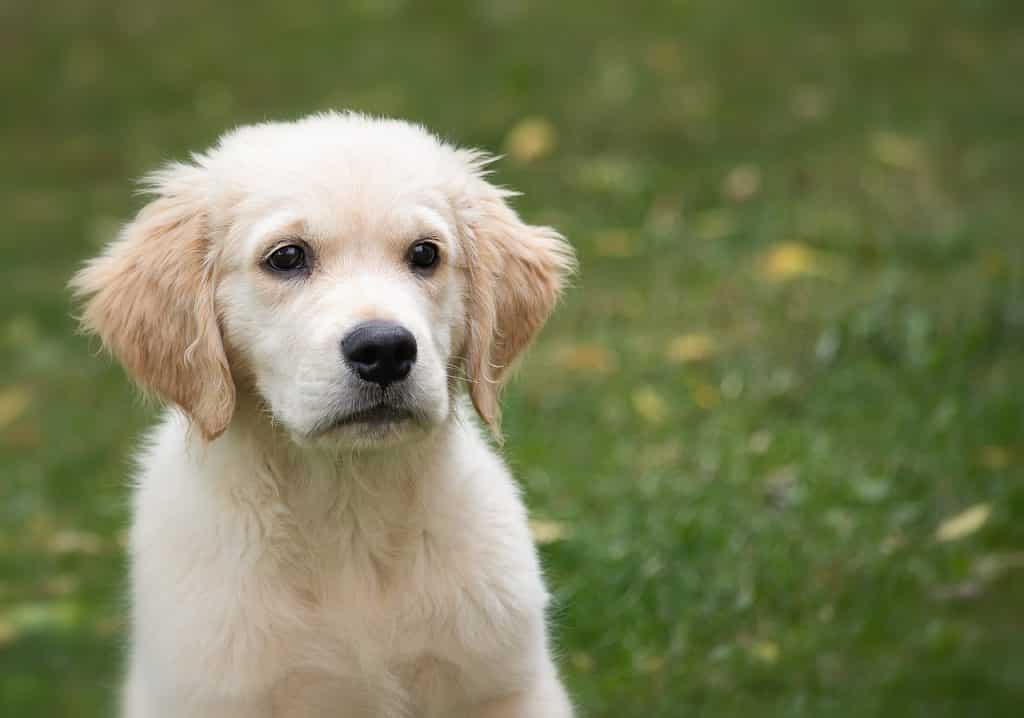 Golden Retriever 05