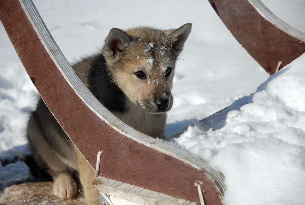 Grönlandhund 01