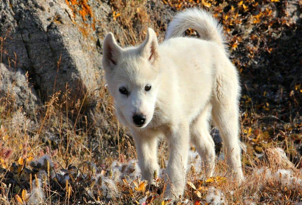 Grönlandhund 02