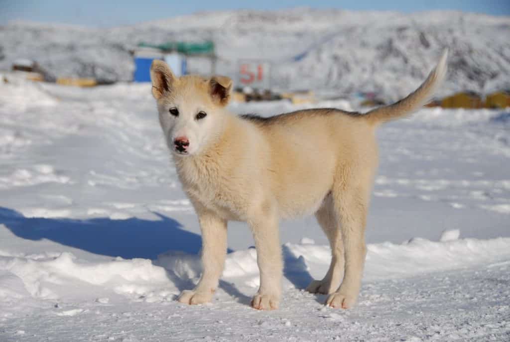 Grönlandhund 03