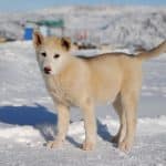 Grönlandhund 03