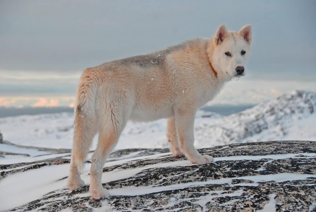 Grönlandhund 04