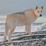 Grönlandhund 04