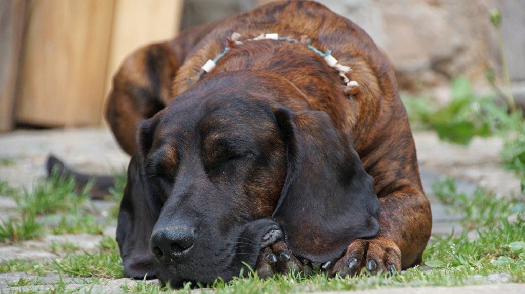 Hannoverscher Schweißhund 01