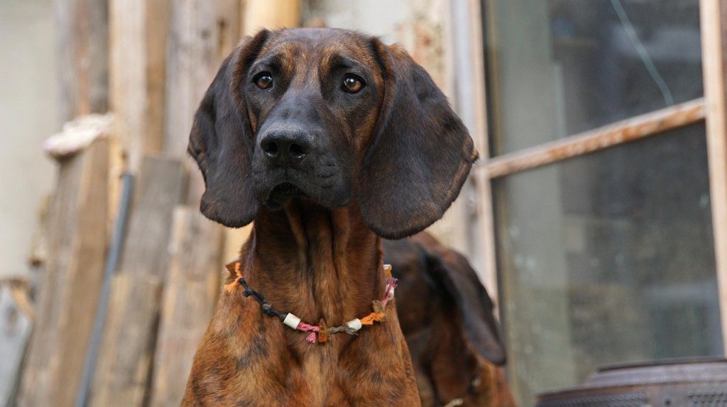 Hannoverscher Schweißhund 02