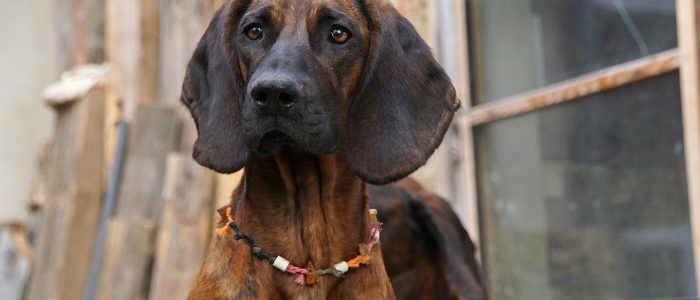 Hannoverscher Schweißhund 02