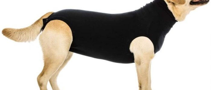 Hundebody