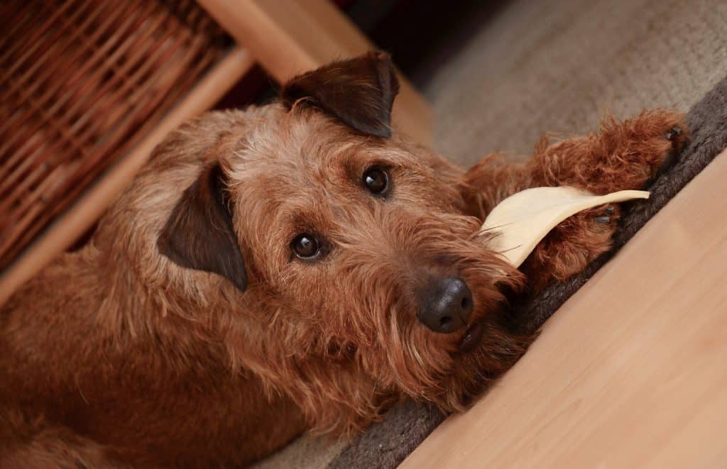 Irish Terrier 01