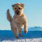 Irish Terrier 02