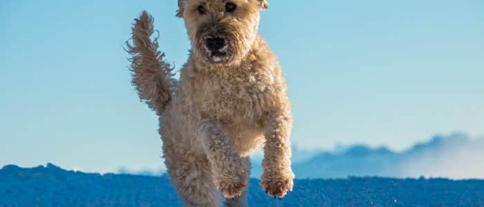 Irish Terrier 02
