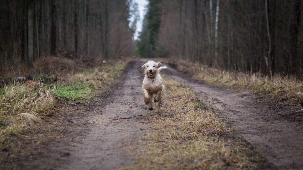 Irish Terrier 03