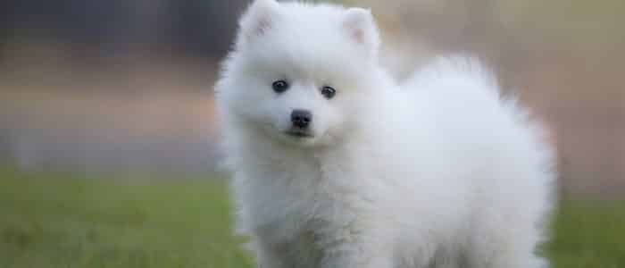 Japan-Spitz 01