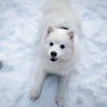 Japan-Spitz 04