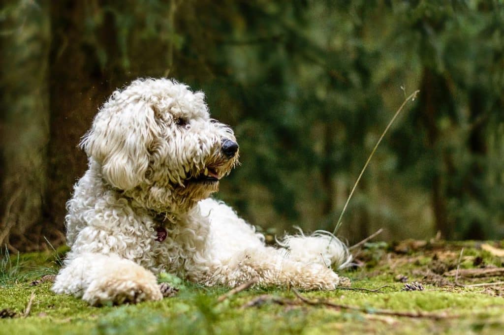 Italienischer Wasserhund