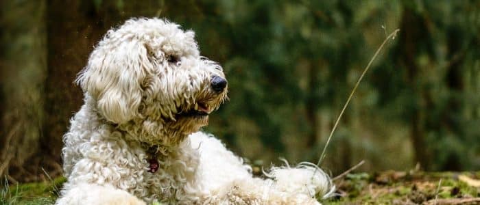 Italienischer Wasserhund
