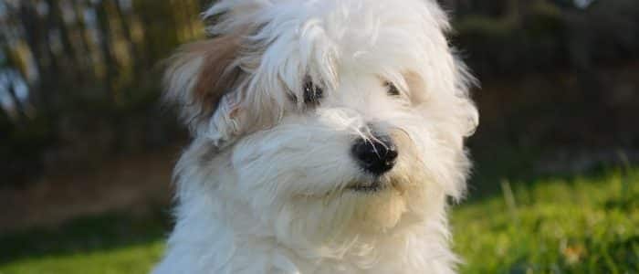 Baumwollhund