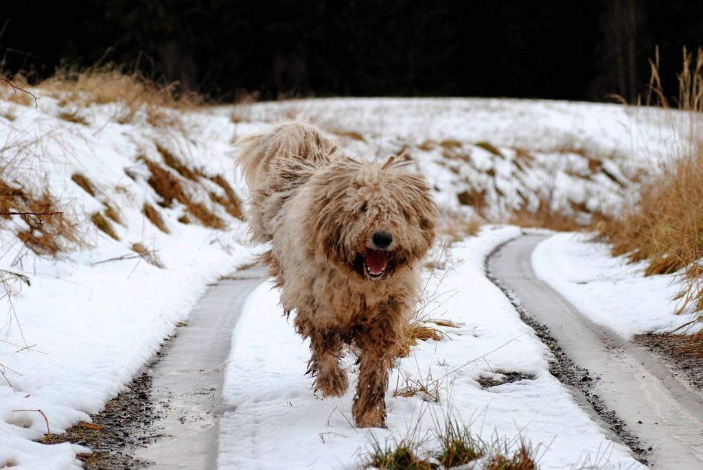 Komondor 01