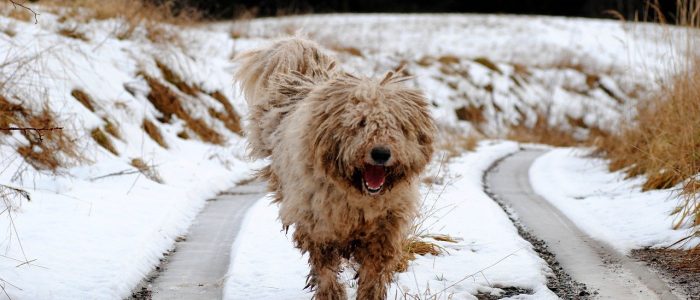 Komondor 01