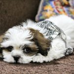 Lhasa Apso 02