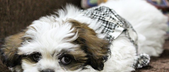 Lhasa Apso 02