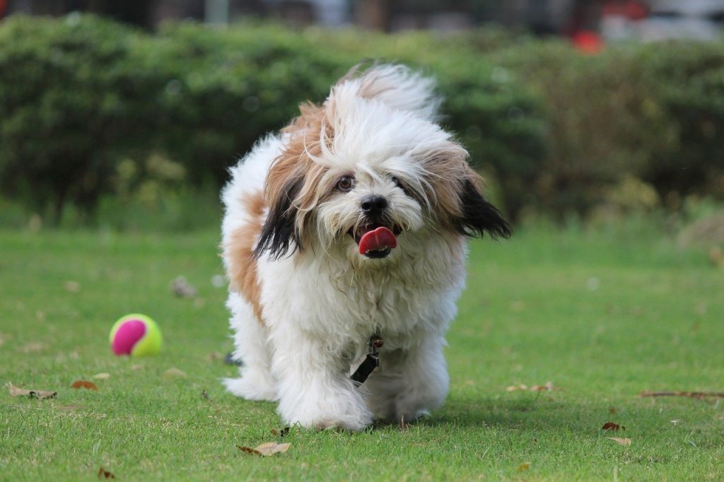 Lhasa Apso 04